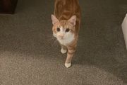 Orange Male Cat