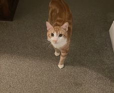 Orange Male Cat