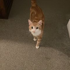 Orange Male Cat