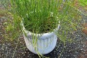 Ephedra sinica plant