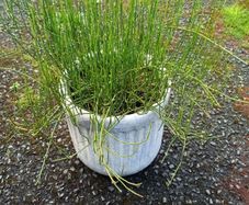 Ephedra plant
