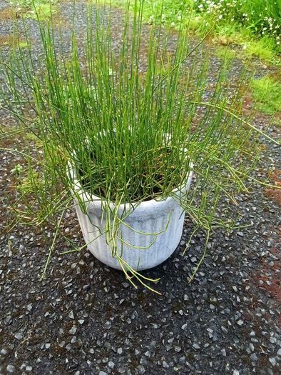 Ephedra sinica plant