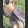 2001 Gibraltar 25 unit War Peregrine Eagle (Siemens - S5 (Module 33)) Phonecard Image 3