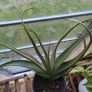 Aloe vera plant sale Image 2