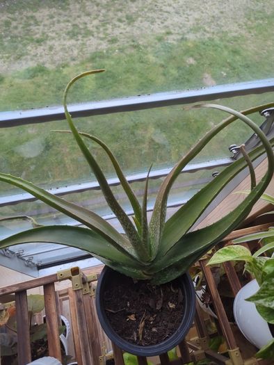 Aloe vera plant sale