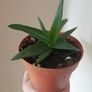 Plants - Succulents Image 2