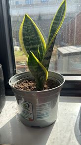 Healthy Baby snake plants available