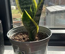 Healthy Baby snake plants available