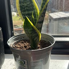 Healthy Baby snake plants available