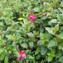 Portugeuse Laurel Hedging Image 7
