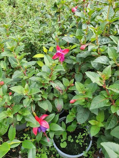 Portugeuse Laurel Hedging