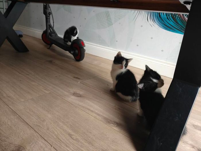kittens