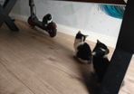 kittens