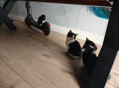 kittens