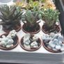 MOONSTONE PLANT (Pachyphytum oviferum) Image 5