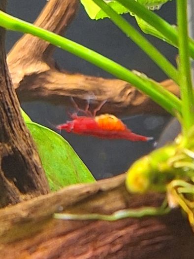 Shrimp and moss