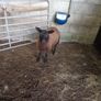 Black ewe lamb Image 2