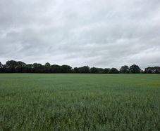 Wholecrop Barley & Oats  for Sale- 22 Acres