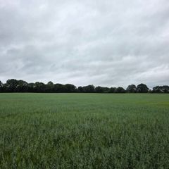 Wholecrop Barley & Oats  for Sale- 22 Acres