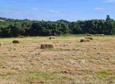Small square bales of hay