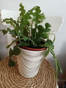 Fishtail/Fishbone Cacti/ Disocactus Anguliger Indoor Plant