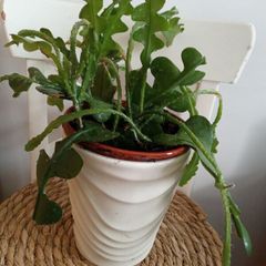 Fishtail/Fishbone Cacti/ Disocactus Anguliger Indoor Plant