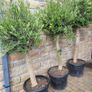 Olive tree, extra large 45cm pot Image 3