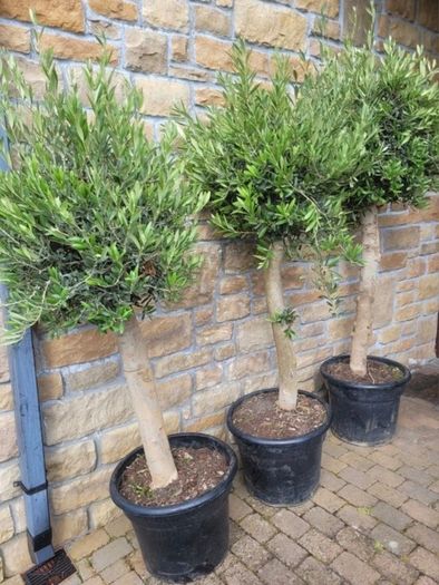 Olive tree, extra large 45cm pot