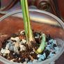 No.69 Monstera Albo Image 5