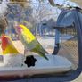 New Transparent Bird Carrier (Breathable Travel Bag for Parrots & Small Pets) Image 4