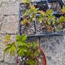 Cissus striata - fast growing evergreen climber Image 3