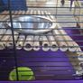 Famster, Guinea pig, Rat cage plus accesories Image 3