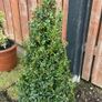Buxus Plants Image 2