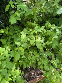 plants