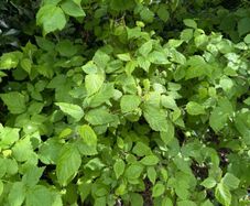 plants