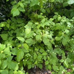 plants