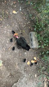 chicks
