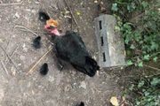 chicks