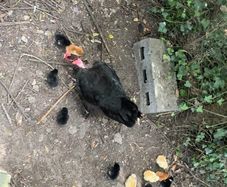 chicks