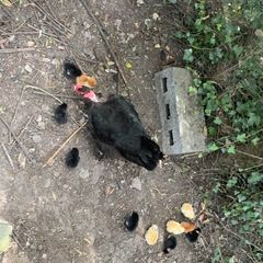 chicks