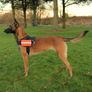 k9 Power Herness S/M/L Image 2