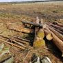 Timber Image 2