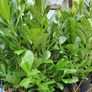 Laurel Hedging Plants, in Pots Image 7