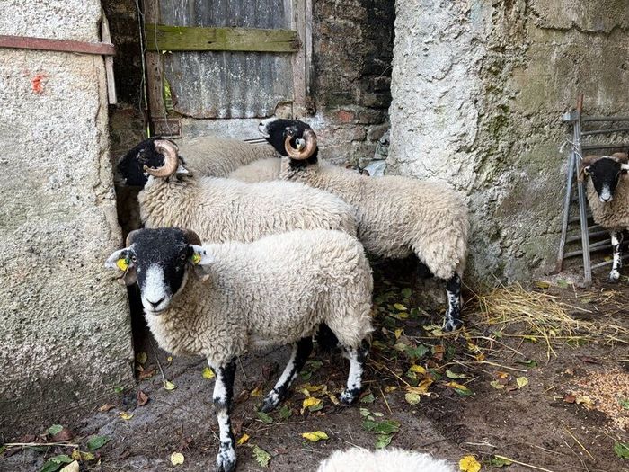 Swaledale Rams all SIS for Sale