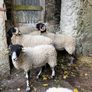 Swaledale Rams all SIS for Sale Image 10