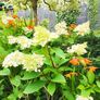 Mature Hydrangea Plant in a Pot Image 6