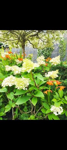 Mature Hydrangea Plant in a Pot