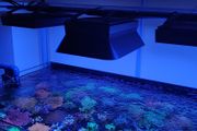 Ecotech Radion XR15/30 Magnetic Shade