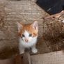 Kittens Image 3