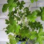 Geranium Lemon. Scented edible plant. Image 4